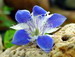 Gentiana sp.. Unknown seedling from seeds of 'Gentiana tianshanica'.