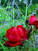 Perovskia and canadian rose.