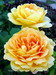 Чарльз Остин - тоже любимая роза. И если по размеру куста в этом году он уступил Абраше, то оттенок грусти в его цветках все равно остался непревзойденным!