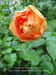 А Пат Остин - новая, свежепосаженная роза. Единственный оставленный цветок просто пламенел на фоне дельфиниумов!