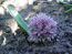 Allium akaka.