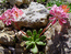 Аккуратный сеянец левизии котиледон цветет исправно из года в год. Почему же нет семян?