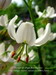 White-flowered martagon.