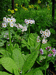 Primula japonica.