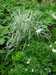 Arrenatherum elateus subsp.bulbosum.