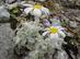 Ах, до чего ж они хороши! Тончайшего белоснежного войлока листочки и ромашковые цветки! Мечта альпинариста Pyrethrum leontopodium.