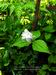 Trillium grandiflorum Plena. Each year I try to make a photo and come to grief.