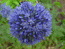 Blue Allium.