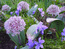 Allium caratavense live between violas.