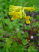Corydalis lutea.