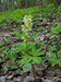 Corydalis marshallii.