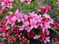 Волчеягодник Юлии наиболее типичной расцветки.