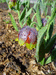 Fritillaria michailovskii.
