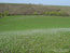 Весной пожухлая трава полегает, давая зацвести маленьким голубым гиацинтеллам.